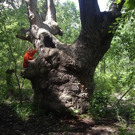 Gæstehus Alga Sulina