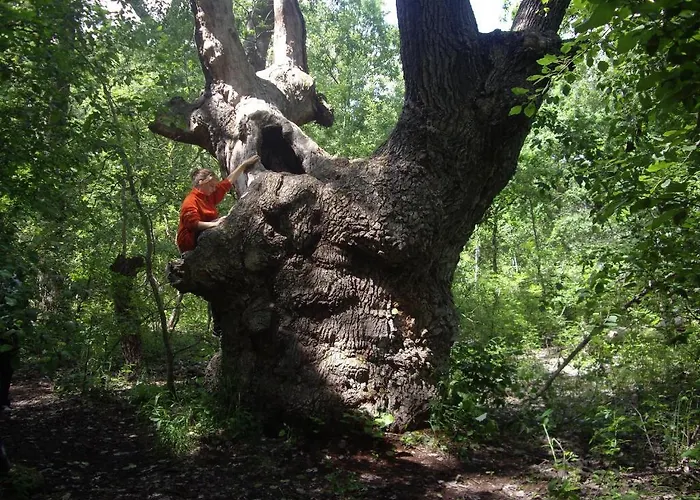 Guest house Alga Sulina